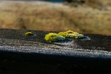 Green moss growing on top rail of wooden gate on frosty morning, closeup.