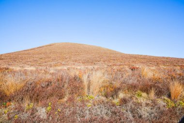 landform dome shape covered with alpine vegetation on Volcanic Plateau on North Island of New Zealand