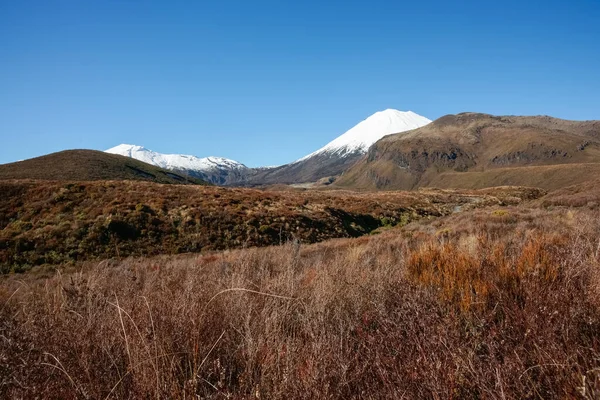 Rolling landscape of alpine vegetation leading to conical volcanic cone of Mount Ngauruhoe in central North Island, New Zealand.