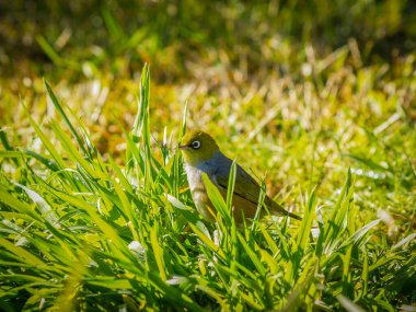 Silver-eye bird in backyard grass