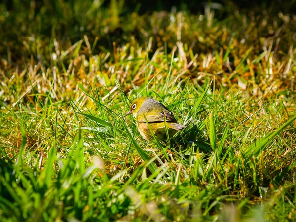 Silver-eye bird in backyard grass