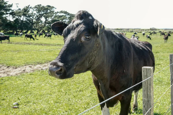 Black cattle beast closeup on New Zealand farm.