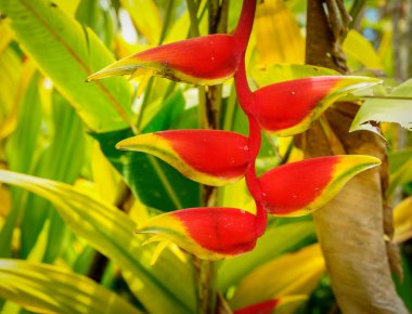 Growing wild bright heliconia flower