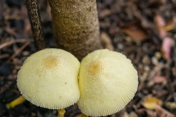 flowerpot parasol mushroom or fungi of temperate to tropical regions.