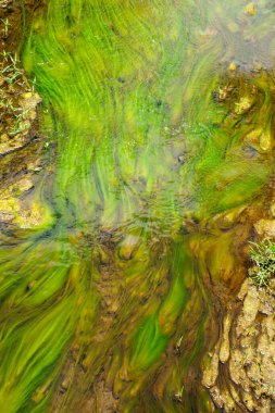 Shallow stream with bright green algae in motion of flowing water.