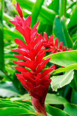 Red ginger flower in lush greenery of large leaves.