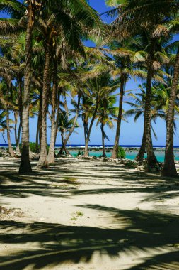 Grove coconut palms on tropical island of Aitutaki in Cook islands.