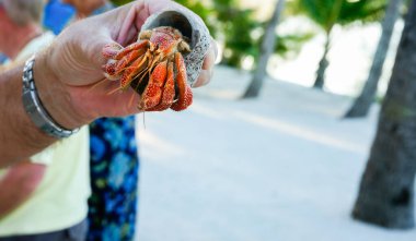 Mans hand holding a bright tropical hermit crab emerging for shell on South Pacific Island.