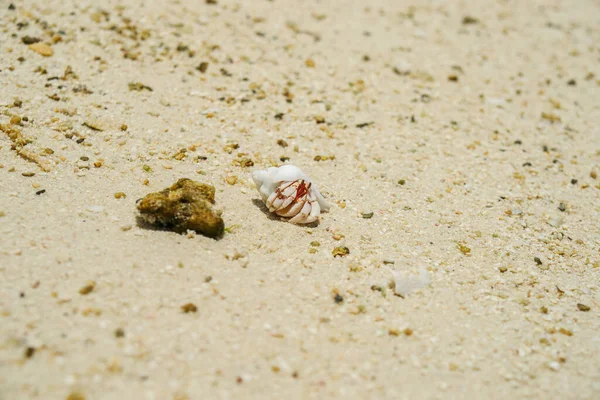 Hermit crab with white shell carrying it\'s home across the salty beach.