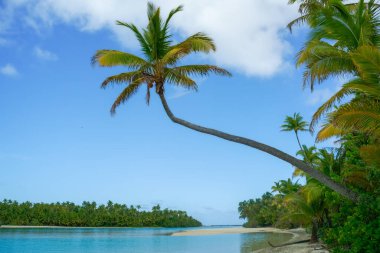 Coconut palm leans out over idyllic bay in South Pacific Island in Cook Islands.