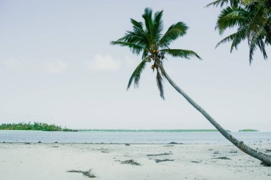 Vintage effect beach and leaning coconut palm tree