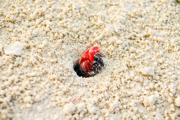 Élénk Vörös Fekete Rák Jelenik Meg Lyukból Korall Homok Trópusi — Stock Fotó