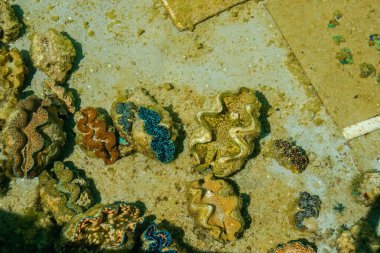 Colourful clams growing on slabs underwater in Cook Islands.