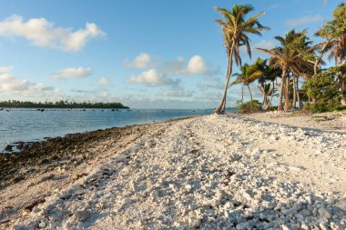 Güney Pasifik adası plajı karakteristik palmiyeleri olan Cook Adaları 'ndaki Aitutaki..