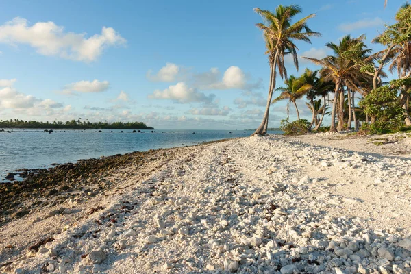 Güney Pasifik Adası Plajı Karakteristik Palmiyeleri Olan Cook Adaları Ndaki — Stok fotoğraf