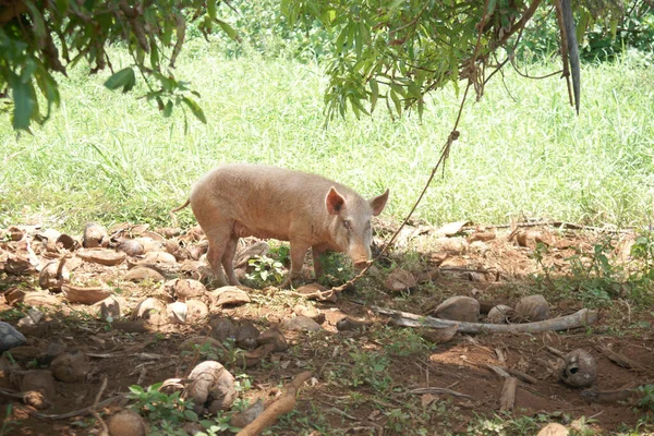 Cerdo Tierra Áspera Sombra Del Árbol — Foto de Stock