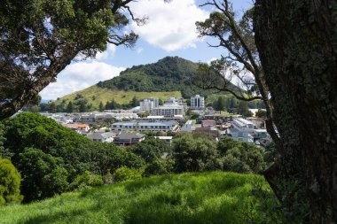 Landmark Dağı Maunganui ve yerleşim alanı Drury Dağı, Tauranga Yeni Zelanda 'dan pohutukawa ağaçları tarafından çerçevelenmiştir..