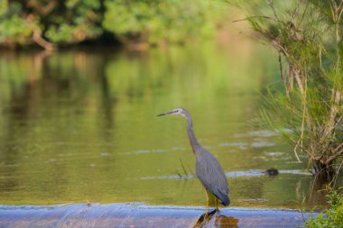 Beyaz balıkçıl, Shoalheven Nehri 'nde akıntıda sabırla avının beslenmesini bekliyor..