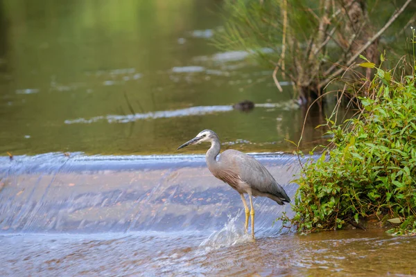 White Faced Heron Rapids Shoalheven River Patiently Waiting Prey Feed — Stock Photo, Image