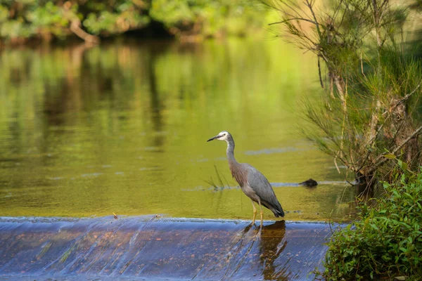 White Faced Heron Rapids Shoalheven River Patiently Waiting Prey Feed — Stock Photo, Image
