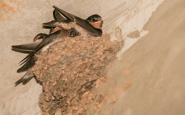 Bienvenido Tragar Aves Anidando Nidos Barro Pequeña Colonia Protegida Alto — Foto de Stock