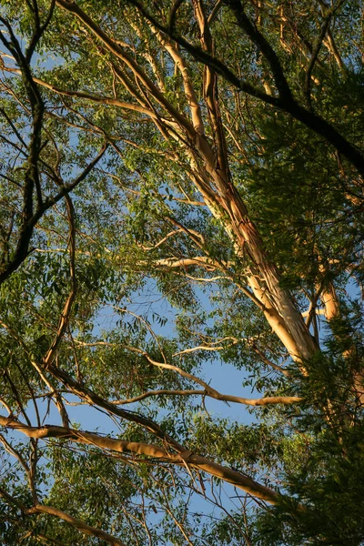 Schälende Rinde Und Laub Des Eukalyptusbaums Ragen Hoch Den Blauen — Stockfoto