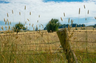 Avustralya otoyolunun yanındaki kırsal alanda uzun otlar ve çitler.