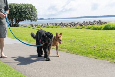 Kahverengi ve siyah köpekler, Tauranga rıhtımındaki patika boyunca yürüyorlar..