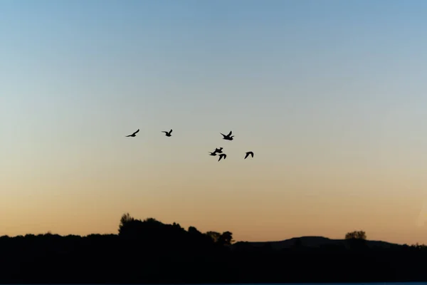 Background sky with silhouette flying birds at sunrise.