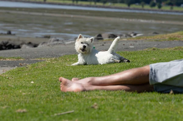小さな白い犬が芝生の上で人間の集中力のない足を超えて — ストック写真
