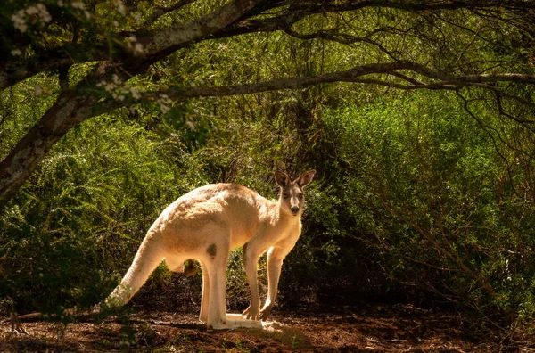 Red kangaroo in bush caught in sunlight stands looking towards camera.
