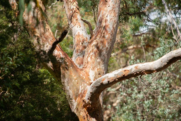 Patrones Corteza Ramas Aleatorias Eucalipto Arbusto Australiano Circundante — Foto de Stock
