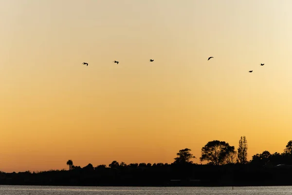 Background Sky Silhouette Flying Birds Sunrise — Stock Photo, Image