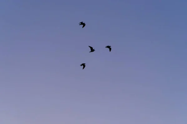 Hintergrund Himmel Mit Silhouette Fliegende Vögel Bei Sonnenaufgang — Stockfoto