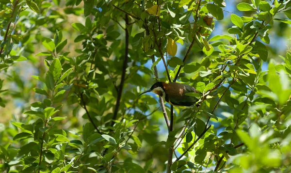 Wschodni Grzbiet Ptak Wśród Zielonych Liści Drzewa — Zdjęcie stockowe