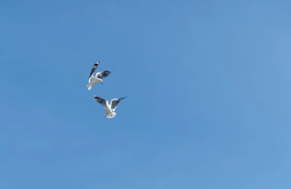 两只红嘴海鸥在飞行时争吵不休 — 图库照片