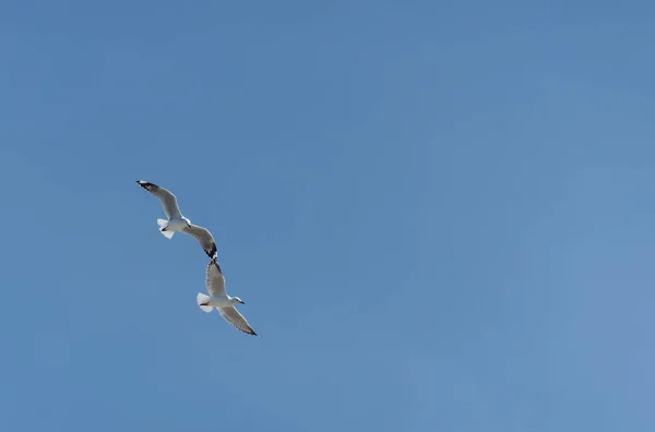Две Красноклювые Чайки Летают Кончиком Крыла Кончику Крыла Против Ясного — стоковое фото