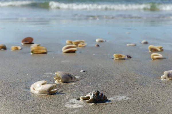 Szétszórt Kagylók Mosták Óceán Partján Elmosódott Hatás — Stock Fotó