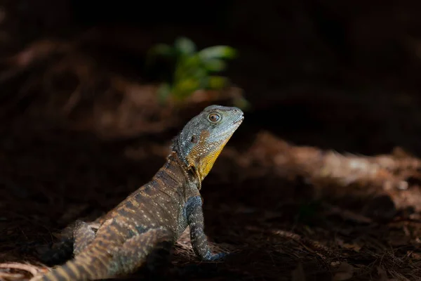 Dragon Eau Lève Les Yeux Dans Obscurité Brousse Australienne — Photo