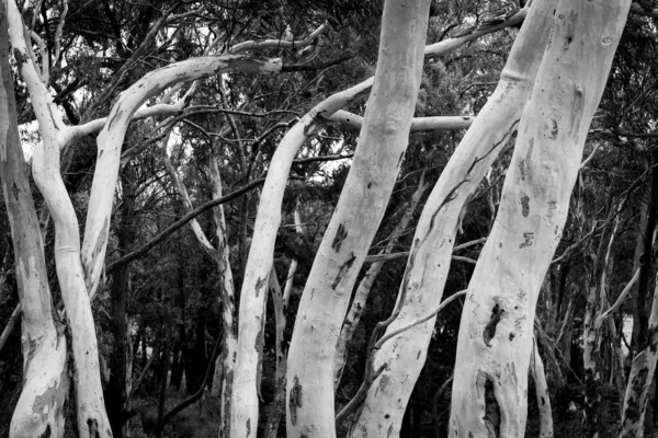 Ghostly Bare Eucalyptus Trunks Growing Randomly Black White — Stock Photo, Image