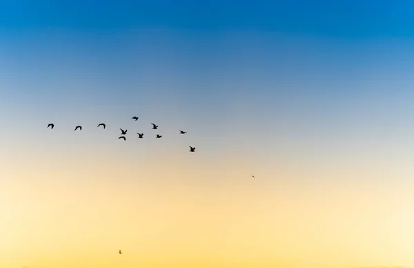 天空中蓝色至橙色的色调 轮廓中的一群鸟儿在飞翔 — 图库照片