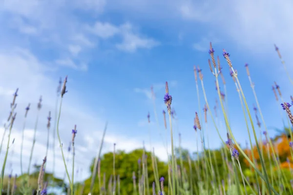 Lavendel Lång Stam Och Blomma Växer Mot Blå Himmel — Stockfoto