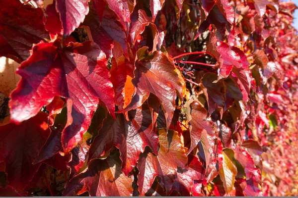 Kapalı Kırmızı Sonbahar Yaprakları Süs Üzümleri Ile Küçük Meyveler — Stok fotoğraf
