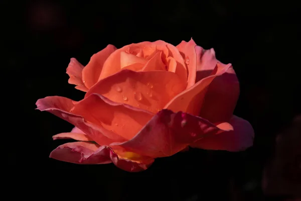 Leuchtend Rote Rose Isoliert Auf Schwarzem Hintergrund — Stockfoto