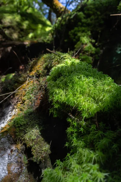 Sphagnum Musgo Creciendo Bosque Húmedo Sombreado Nueva Zelanda —  Fotos de Stock