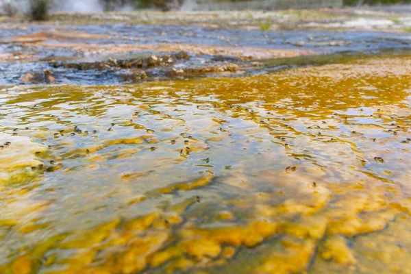Мухи Собираются Поверхности Воды Над Желтыми Микробными Водорослями Orakei Korako — стоковое фото