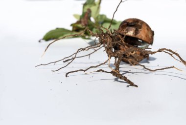 Avokado fidanı beyaz arka planda meyve taşından yetişir