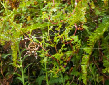 Avustralya şehir bahçesinde ağ içinde büyük kıllı örümceğin altında.
