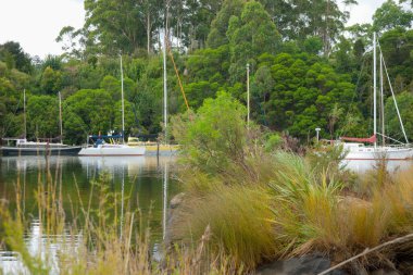 Kerikeri 'deki küçük çalılık körfezde demirli tekne ve yatlar..