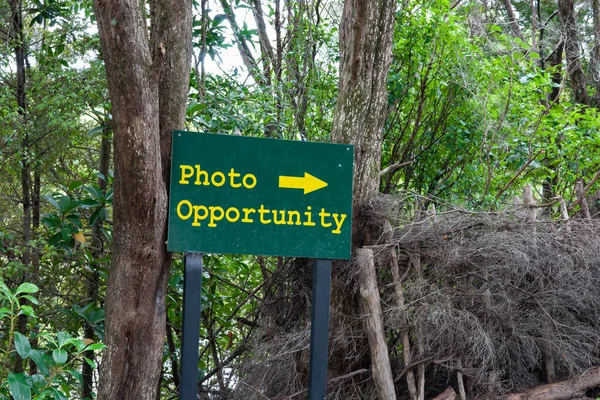 灌木道上绿色背景黄色文字的照片机会方向标志 — 图库照片
